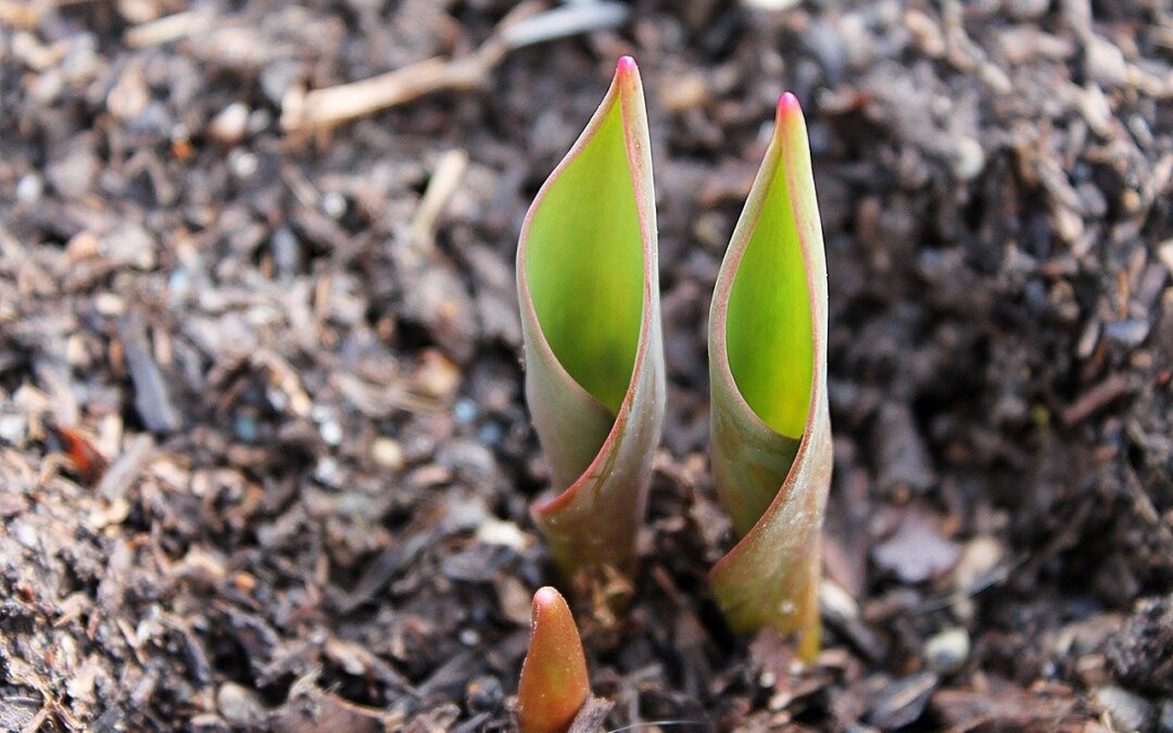 Not all that is good is seen