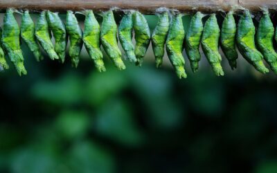Cocoons of safety