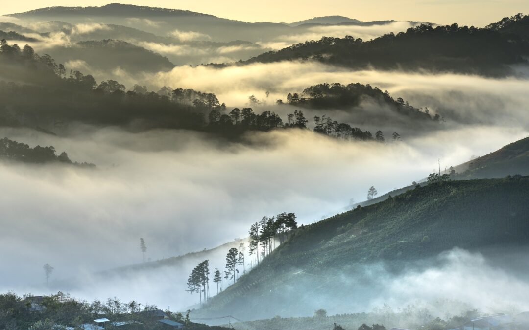 Dream a little dream