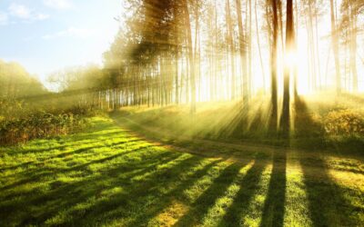 Life is dappled