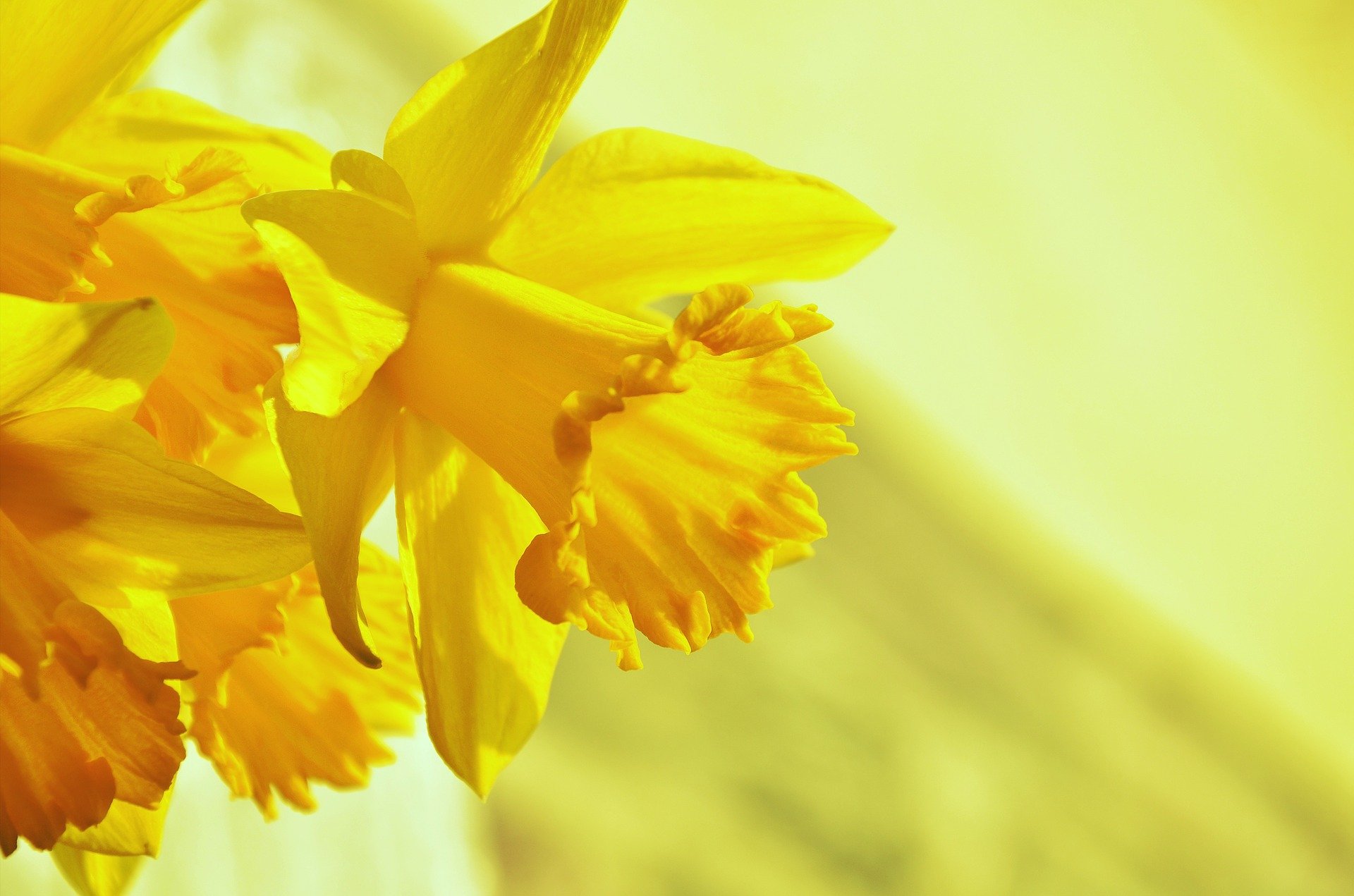 daffodils-1257105_1920