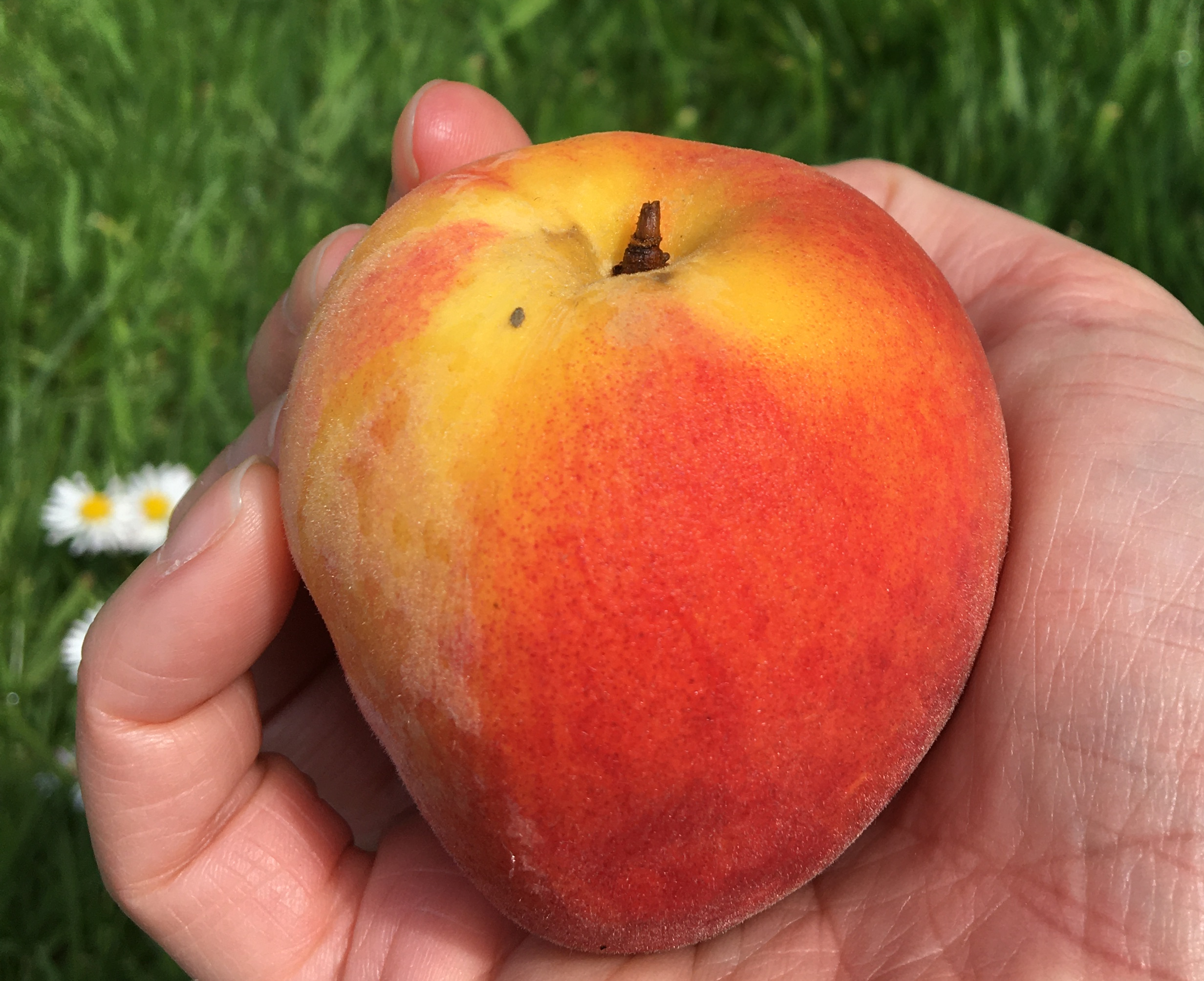 Peaches