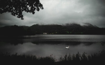 Swans, elephants and egg shells