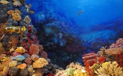 Coral 2025