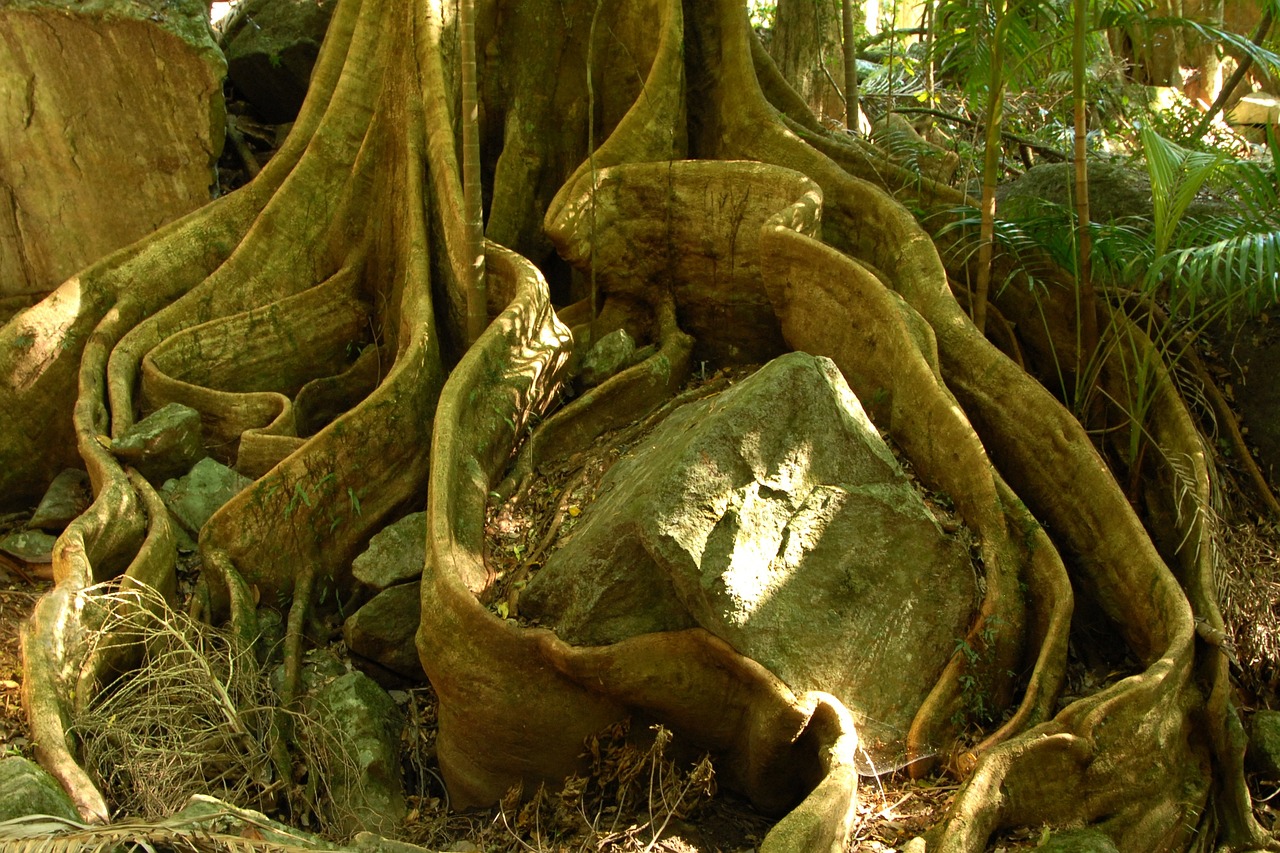 tree-695219_1280
