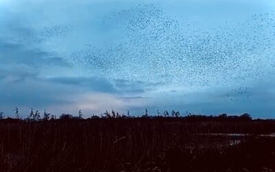 Menopause as murmuration